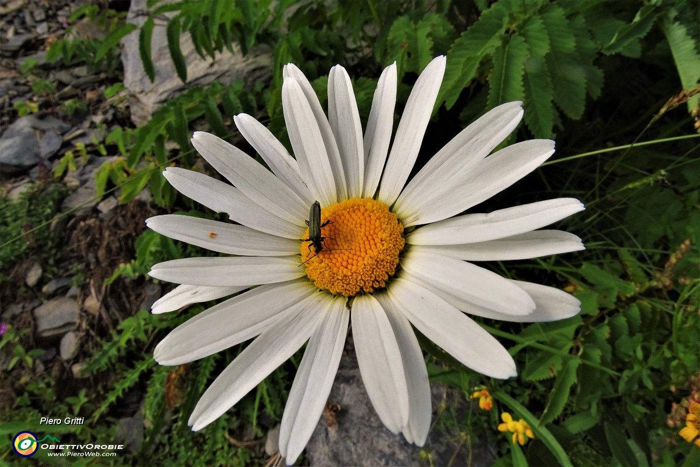 94 Margherita con ospite (Leucanthemum vulgare).JPG